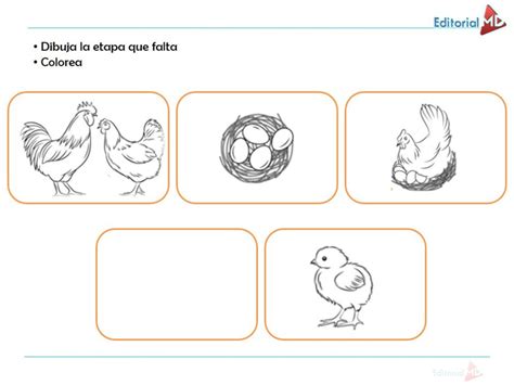 Ciclo De Vida De Los Seres Vivos Para Colorear Ciclo De Vidas De Seres