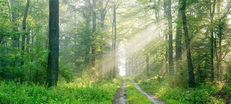 Panorama Of Footpath Through Natural Sunny Green Forest With Morning