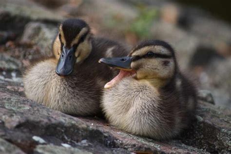 Rouen Ducklings Male Vs Female Week By Week Care Bird Baron