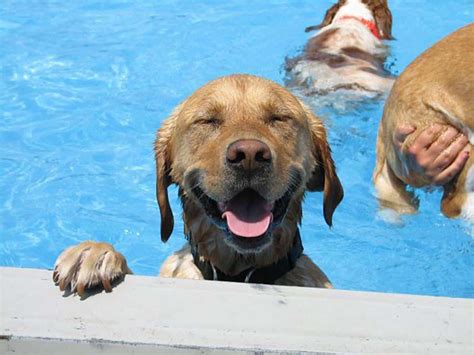 Dogs Day Out Swim With Your Dog At The Saltdean Lido Dog Swim 2018