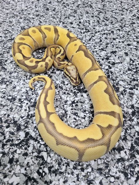 Orange Dream Enchi Super Vanilla Ball Python By Mutation Creation Morphmarket