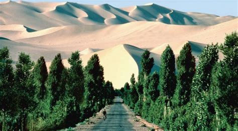 Can The Great Green Wall Solve Africas Problems