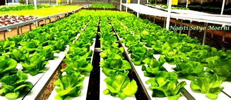 See more of berkebun sayur organik di rumah on facebook. Gambar Budidaya Sawi Organik Kebun Halaman Rumah ...