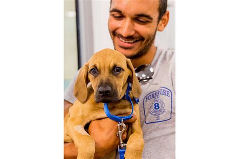 A Guide To Adopting Pets In Northern Virginia