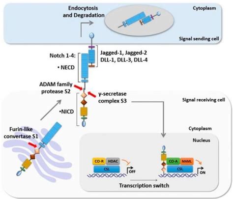 Notch Signaling Pathway Anygenes