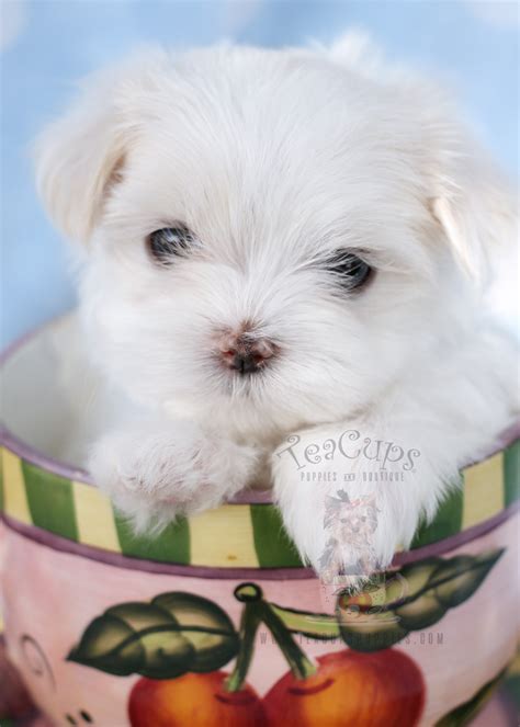 Maltese Puppies For Sale In Miami Fort Lauderdale Fl Teacups Puppies And Boutique