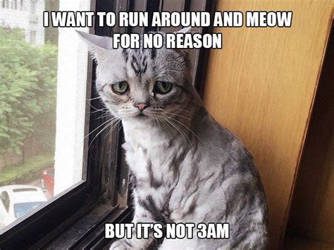 Serious First World Problems Cats Face Every Day Cat Problems World