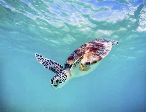 How You Can Help Save Green Sea Turtles