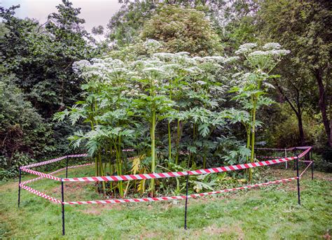 Giant Hogweed Identification And Removal Uk From Weedtec