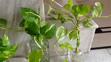 Grow Your Money Plant In Water With Different Way🌿 Youtube