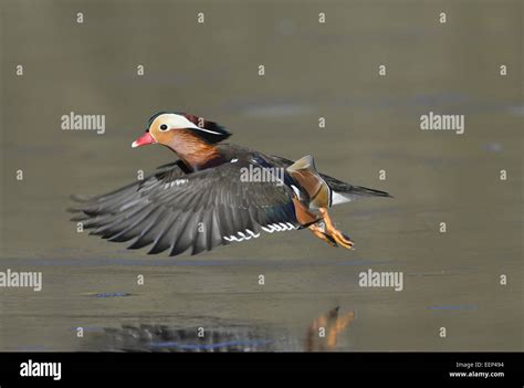 Mandarin Duck Fly Hi Res Stock Photography And Images Alamy
