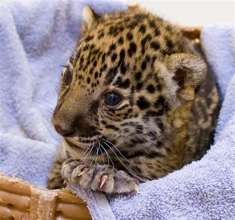 Significant Birth These Two Baby Jaguars At Milwaukee County Zoo