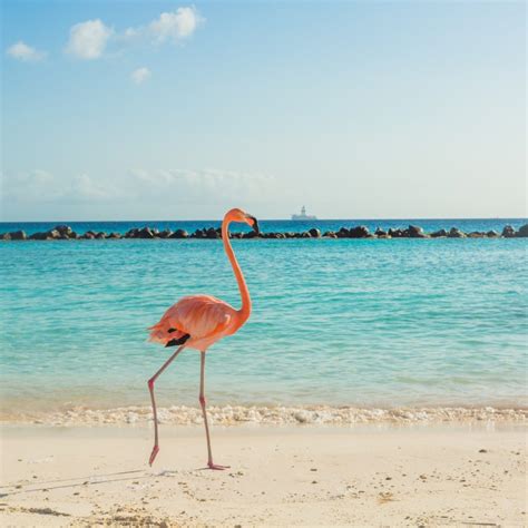 10 Tips For An Epic Day At Flamingo Beach Aruba Rock A Little Travel