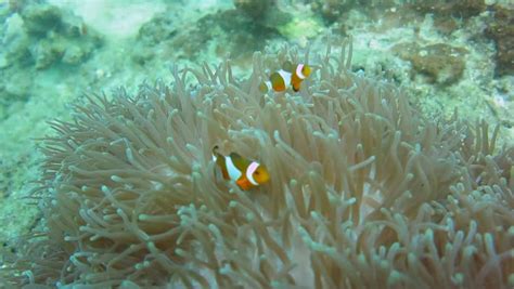 Small Colorful Clown Fish Dancing Stock Footage Video 100 Royalty
