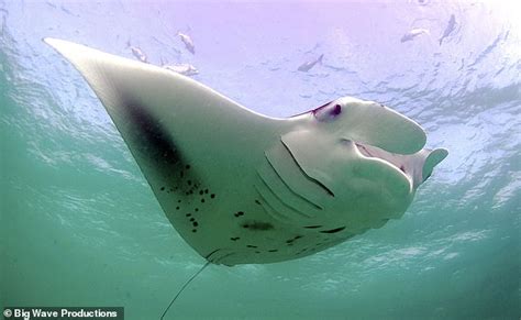Rare Moment A Huge Manta Ray Breaches The Surface Of The Atlantic Ocean