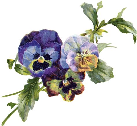 Pansy Bouquet Free Png Image Vintage Flower Drawing Png Is A Free