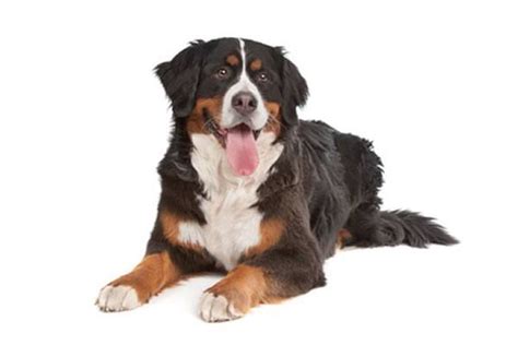 Berner Sennenhund 2020 Charakter & Wesen • welpen.de