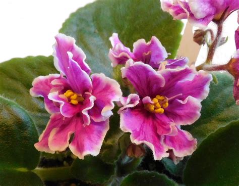 Photo Of The Bloom Of African Violet Streptocarpus Rs Zorro Posted