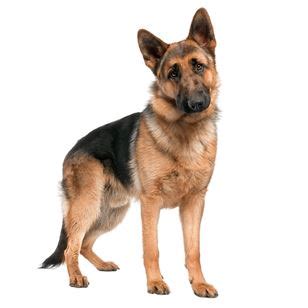 german shepherd dog breed information continental kennel club