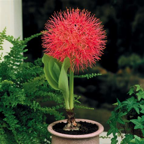 Scadoxus Fireball Lily Parkers Wholesale