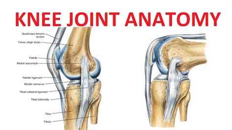 Instrumento Inclinarse Brillante Knee Joint Anatomy Instalar En Pc My Xxx Hot Girl