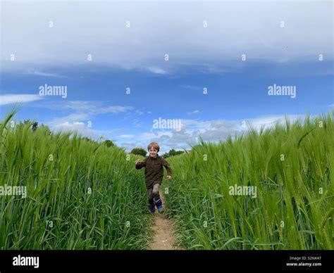 7 Year Old Boy Running Through A Corn Field Stock Photo Alamy