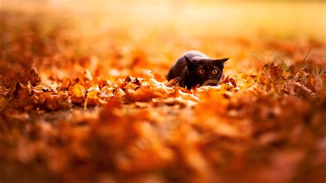 Feline Depth Of Field Cat Nature Leaves Fall Animals Black Cats Wallpapers Hd Desktop