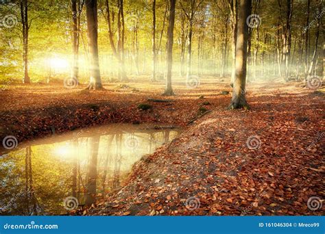 Autumn Forest Sunrise With Pond Reflection Stock Photo Image Of Fall