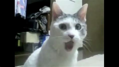 Le Gasp Crazy Cats Shocked Cat Funny Animal Videos