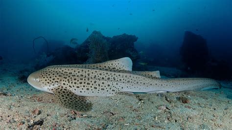 Leopard Sharks In Phuket · Local Dive Thailand