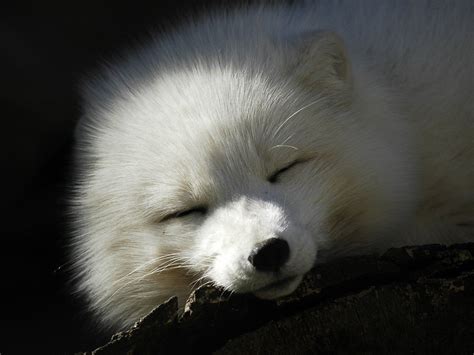 Sleeping Arctic Fox With Images Cute Wild Animals Arctic Fox Fox