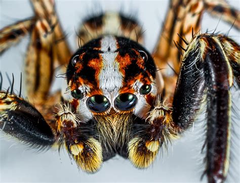 Wallpaper ID Jumping Spider Small Spider Spider Insect Close K Wallpaper Free Download