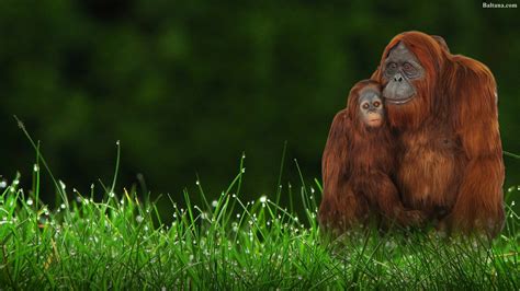 Orangutan Hd Wallpaper 31614 Baltana