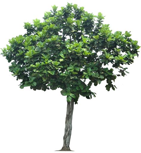 Jungle Tree Transparent Png Png Mart