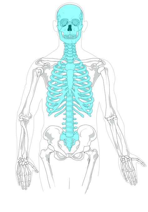 Fileaxial Skeleton Diagram Blanksvg Wikimedia Commons Axial