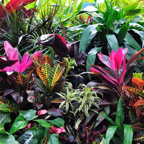 Pin By Bruce Pringle On Tropical Gardens Small Tropical Gardens