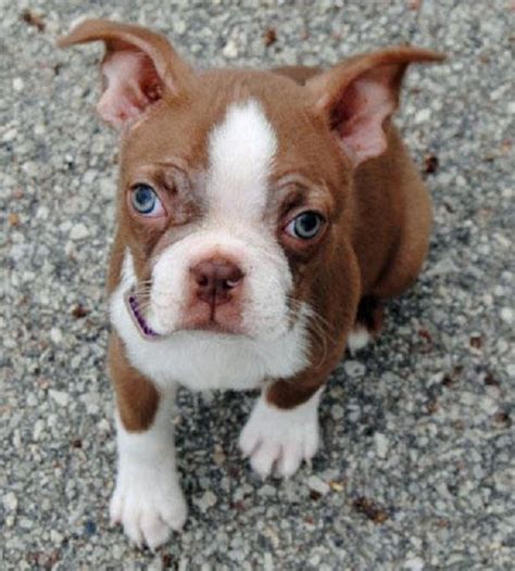 49 Boston Terrier Puppies Brown And White Photo Bleumoonproductions