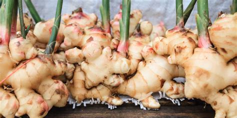 top 10 health benefits of ginger and medical uses wealth result
