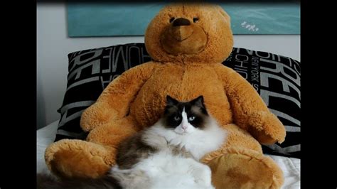 Cat Loves His Big Teddy Bear Youtube