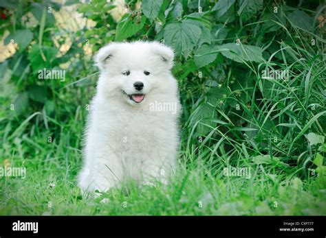Little Samoyed Puppy Portrait In Garden Stock Photo Alamy
