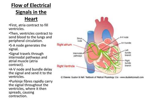 Ppt Electrical Activity Of The Heart Powerpoint Presentation Free
