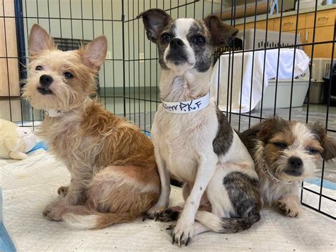Humane Society Rescues Over 30 Dogs From One Home