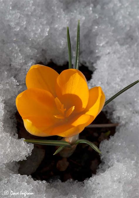 Snow And Spring Flowers