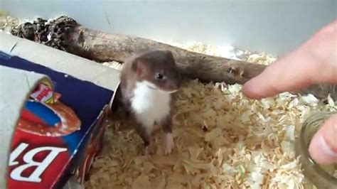 Ozzy The Baby Desk Weasel Youtube