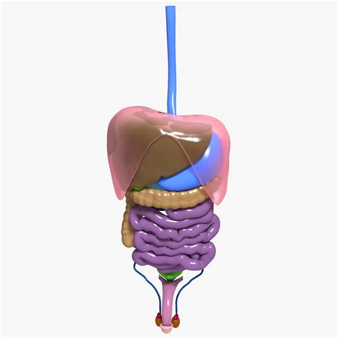 Female human anatomy abdomen female human anatomy abdomen. human abdominal organs 3d model