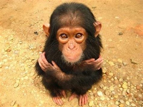 Sometimes You Just Need A Monkey Hug Cute Animals Cute Baby Animals