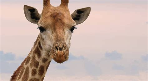 Секреты сна животных с самой длинной шеей в мире как спят жирафы