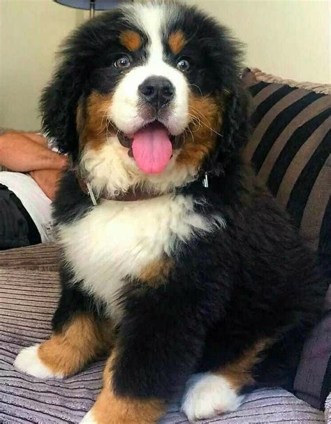 Bernese Mountain Dog Puppy Cute Dogs Cute Animals Dogs