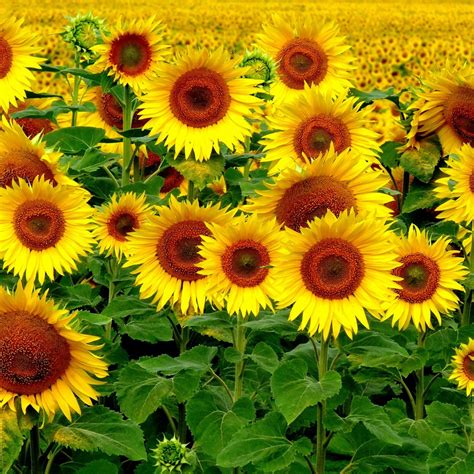 Field Sunflowers Landscape Ipad Wallpapers Free Download