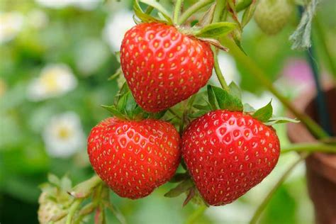Harvest Strawberries All Summer Bbc Gardeners World Magazine
